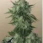 Семена конопли Original AUTO MOBY DICK от Fast Buds